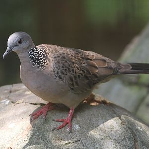 Spotted Dove