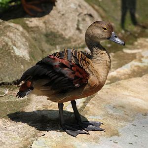 Lesser Whistling Duck