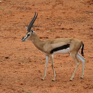 Thomson's Gazelle