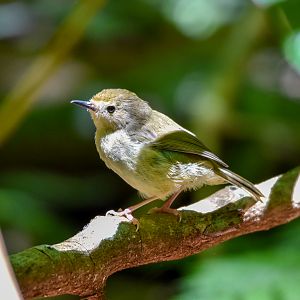 Large-billed Scrubwren