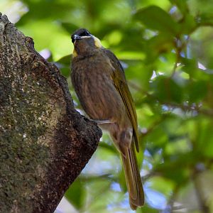 Lewin's Honeyeater