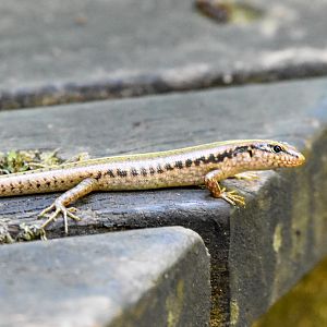 Bar-sided Skink, Concinnia tenuis