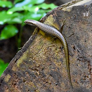 Murray's Skink, Silvascincus murrayi