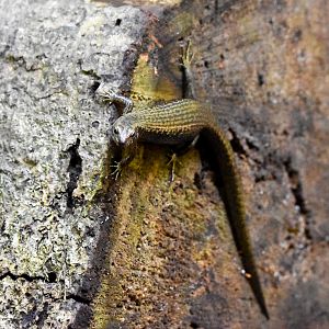 Murray's Skink, Silvascincus murrayi
