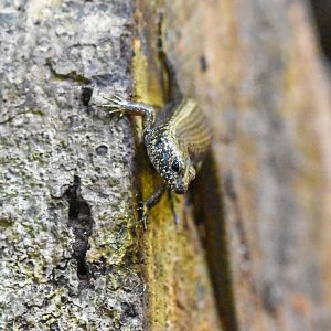 Murray's Skink, Silvascincus murrayi
