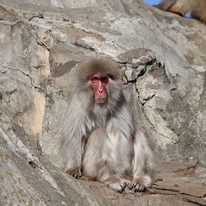 Japanese Macaque (Shimokita Peninsula population)