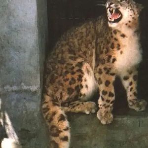 Snow Leopard（Panthera uncia）