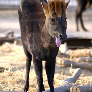 Hairy-fronted Muntjac (Muntiacus crinifrons)