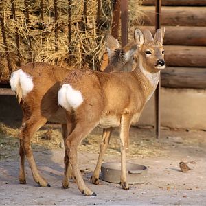 Siberian Roe Deer (Capreolus pygargus)