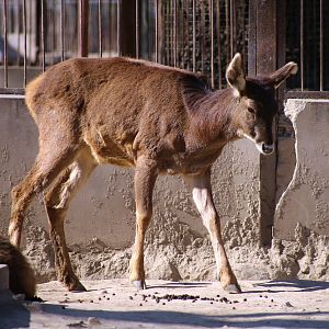 Thorold's Deer (Cervus albirostris)