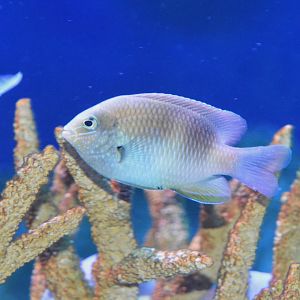 Honey-head damsel (Dischistodus prosopotaenia)