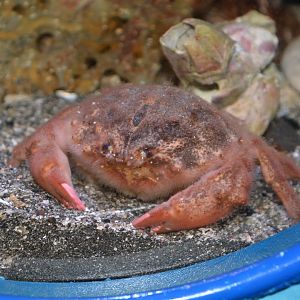 Japanese sponge crab (Lauridromia dehaani)