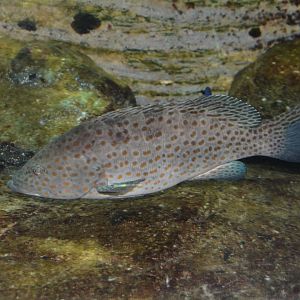 Duskytail grouper (Epinephelus bleekeri)