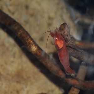 Alvin deep sea shrimp (Alvinocaris longirostris)