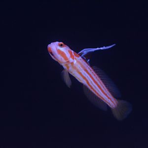 Orange-striped shrimpgoby (Stonogobiops yasha)
