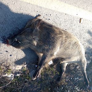 Wild boar roadkill - Darra Adam Khel 12/2/2023