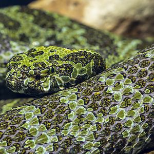 Mangshan pit viper (Protobothrops mangshanensis)