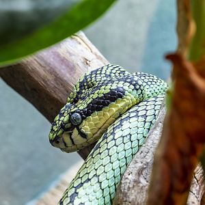 Sri Lankan green pit viper (Craspedocephalus trigonocephalus)