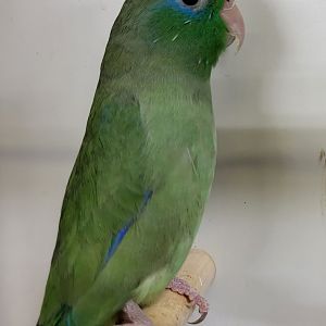 Spectacled parrotlet