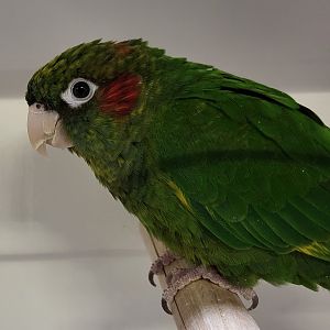 Chiriqui conure (Pyrrhura hoffmanni gaudens)