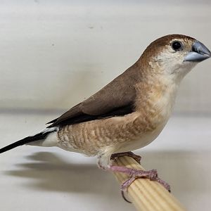 Indian silverbill