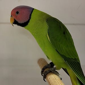 Blossom-headed parakeet