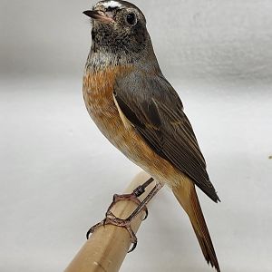 Common redstart