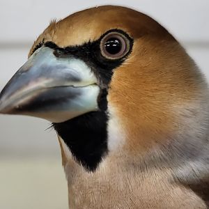 Hawfinch