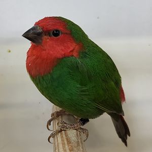 Red-throated parrotfinch
