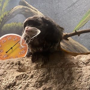 Emperor Tamarin