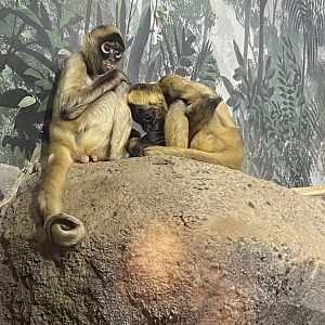 Geoffroy’s Spider Monkey