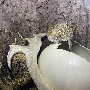 Zebra Building - African Spiny Mouse