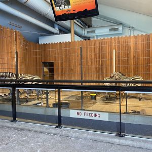 Zebra Building - Plains Zebra Indoor Exhibit