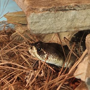 Santa Fe College Zoo (2023) - Eastern Diamondback Rattlesnake