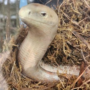 Santa Fe College Zoo (2023) - European Glass Lizard