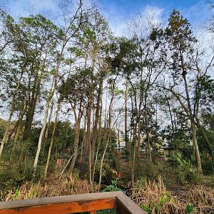 Santa Fe College Zoo (2023) - Deer exhibit