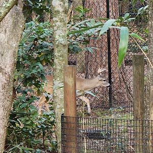 Santa Fe College Zoo (2023) - Florida Keys White-tailed Deer