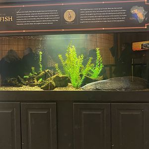 Giraffe Building - West African Lungfish Tank