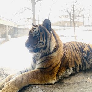 Amur Tiger