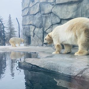 Polar Bears