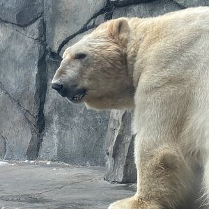 Neil the Polar Bear