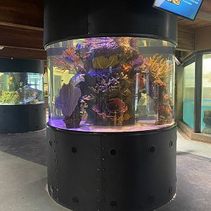 Aquatic Animals Building - Hawaiian Reef Tank