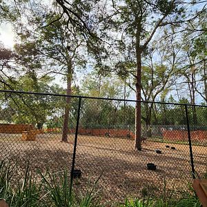 Santa Fe College Zoo (2023) - Nyala/tortoise exhibit