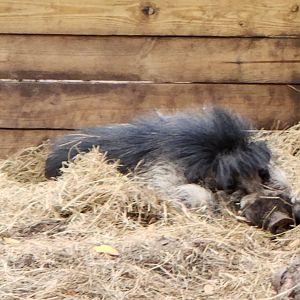 Santa Fe College Zoo (2023) - Sleeping Warty Pig