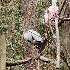 Santa Fe College Zoo (2023) - Wood Stork/Roseate Spoonbill (Aviary)