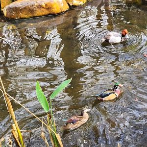 Santa Fe College Zoo (2023) - Ducks (Aviary)