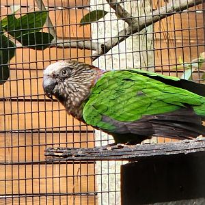 Santa Fe College Zoo (2023) - Fan Parrot