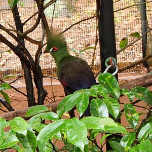 Santa Fe College Zoo (2023) - Green Turaco