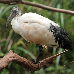 Sacred Ibis