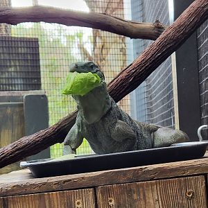 Brevard Zoo (2023) - Cayman Blue Iguana